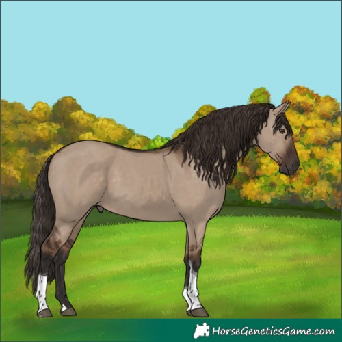 Horse Color:Liver Red Dun Tobiano 