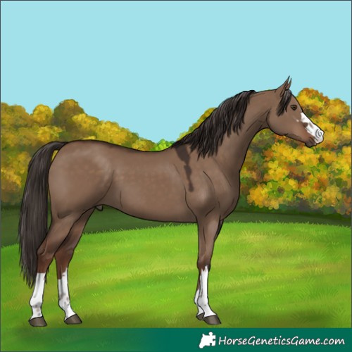 Horse Color:Liver Red Dun 