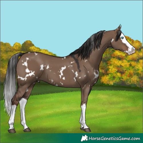 Horse Color:White Spotted Liver Red Dun Splash 