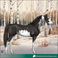 Horse Color:White Spotted Liver Chestnut
