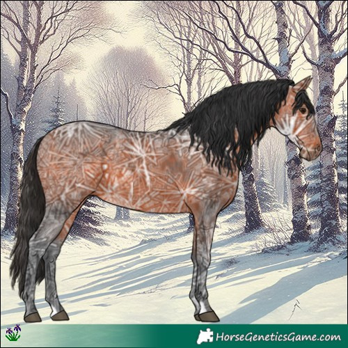 Horse Color:Bay Ice 