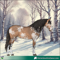 Horse Color:Bay Ice Dun