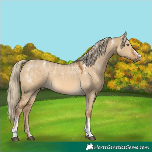 Horse Color:Powder White Chocolate Palomino Dun 