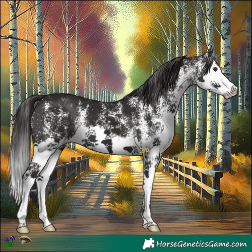 Horse Color:White Spotted Liver Chestnut Splash 