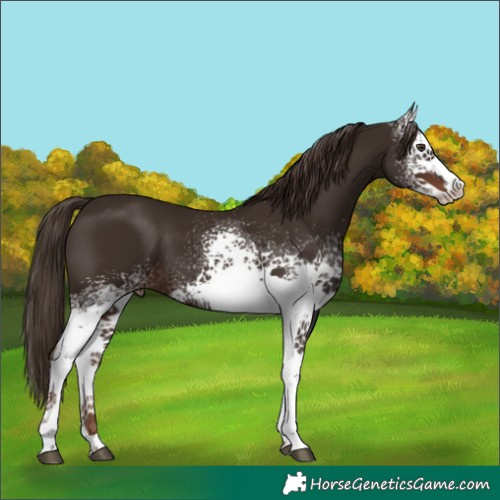 Horse Color:White Spotted Liver Chestnut 