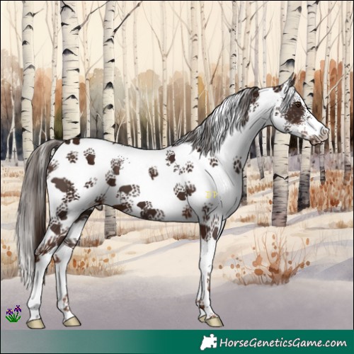 Horse Color:White Spotted Liver Chestnut 