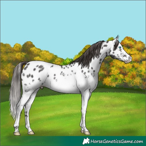 Horse Color:White Spotted Liver Chestnut Sabino Splash Appaloosa 