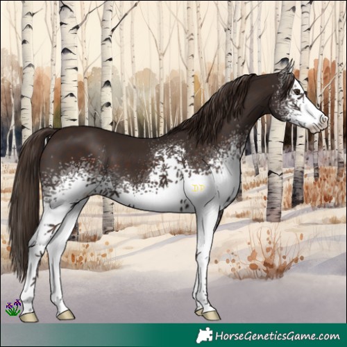 Horse Color:White Spotted Liver Chestnut 