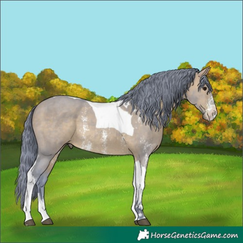 Horse Color:Watercolor Brown Dun Sabino Tobiano Rabicano 