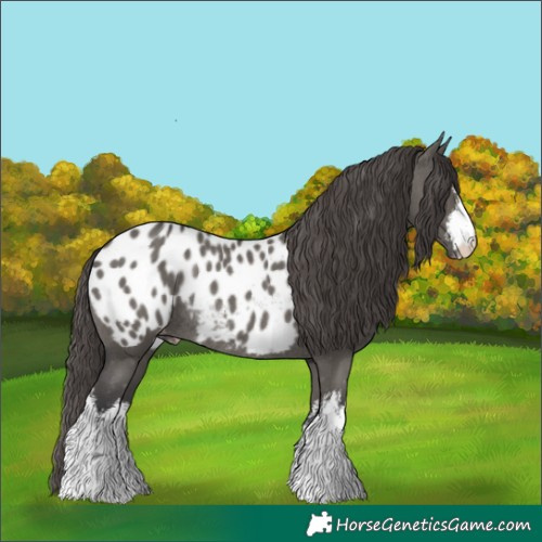 Horse Color:White Spotted Grullo Appaloosa Rabicano 