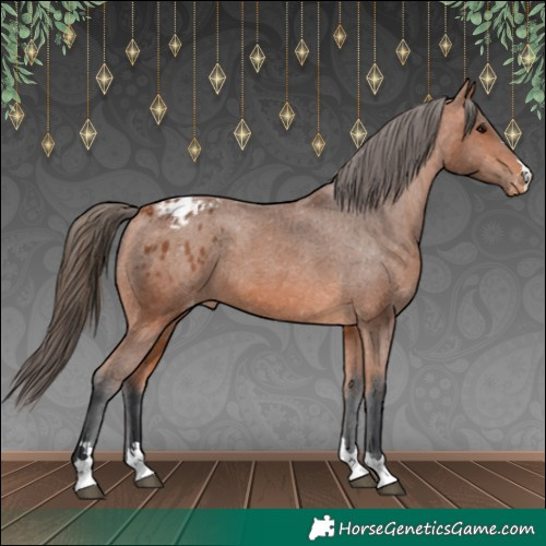 Horse Color:Bay Appaloosa 