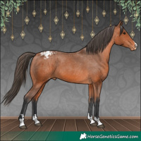 Horse Color:Bay Appaloosa 
