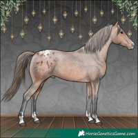 Horse Color:Bay Appaloosa 