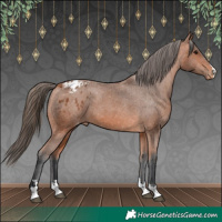 Horse Color:Bay Appaloosa 