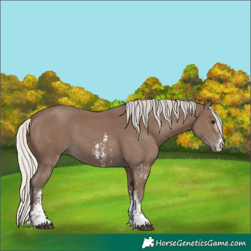 Horse Color:Silver Black Sabino 