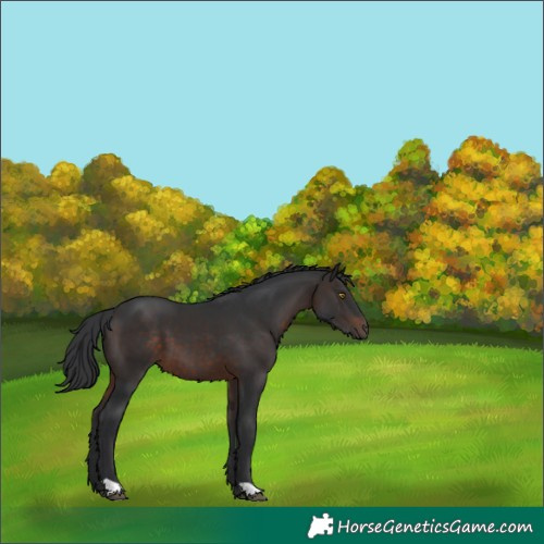 Horse Color:Brown 