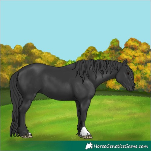 Horse Color:Black 