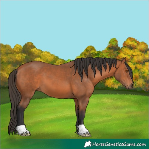 Horse Color:Bay 