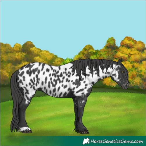 Horse Color:Black Near Leopard 