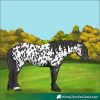 Horse Color:Black Near Leopard