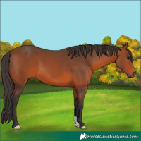 Horse Color:Bay 