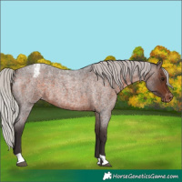 Horse Color:Silver Brown Roan Appaloosa