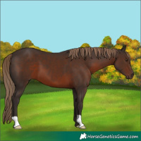 Horse Color:Liver Chestnut