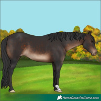 Horse Color:Brown Appaloosa