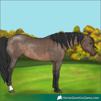 Horse Color:Brown Dun