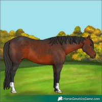 Horse Color:Bay 