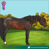 Horse Color:Brown
