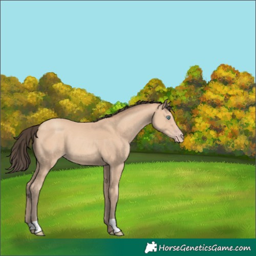 Horse Color:Amber Champagne 