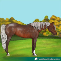 Horse Color:Silver Brown Rabicano 