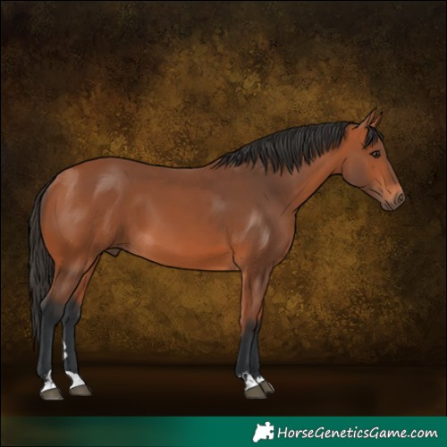 Horse Color:Bay  and Bay 