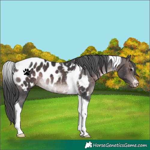 Horse Color:Platinum Brown Tobiano Appaloosa 