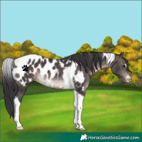 Horse Color:Platinum Brown Tobiano Near Leopard