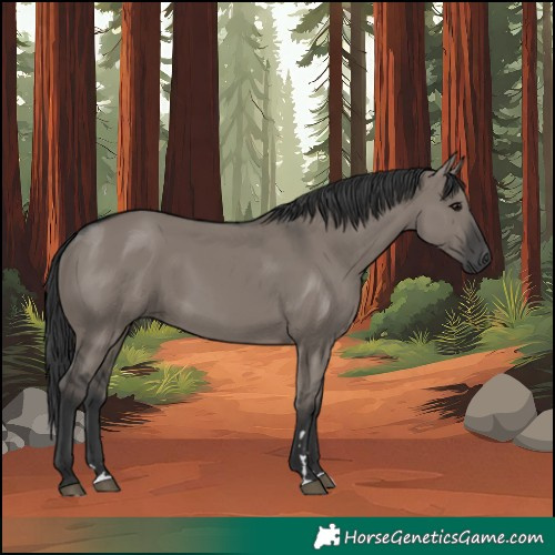 Horse Color:Grullo Rabicano