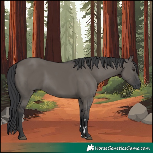 Horse Color:Grullo Rabicano