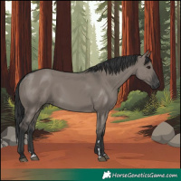 Horse Color:Grullo Rabicano 