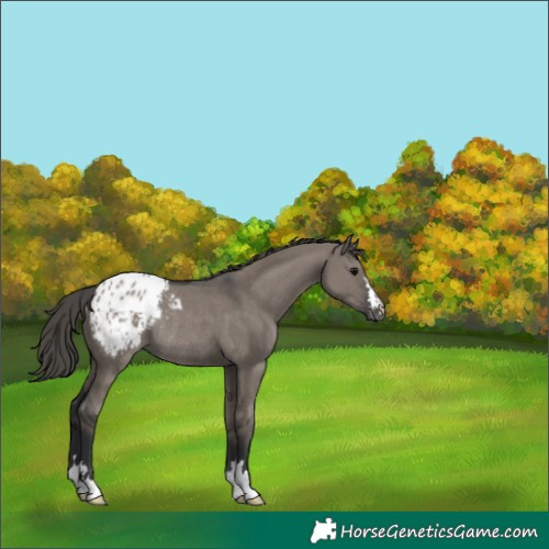 Horse Color:Unknown 