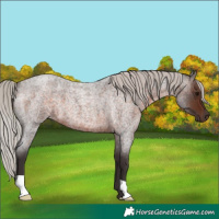 Horse Color:Silver Brown Roan 