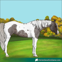 Horse Color:Silver Brown Roan Tobiano 
