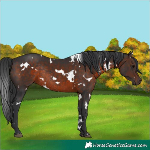 Horse Color:White Spotted Brown Rabicano 