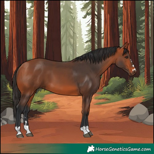 Horse Color:Bay 