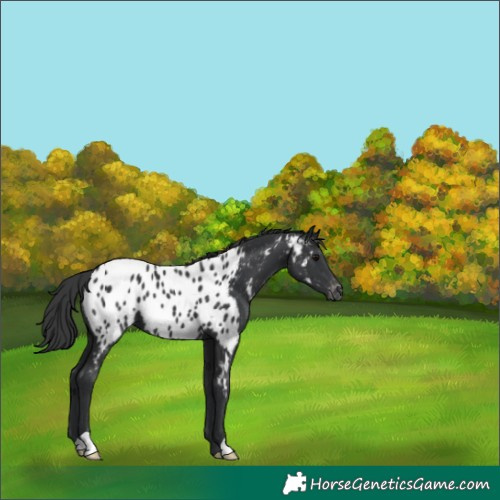Horse Color:Black Near Leopard 