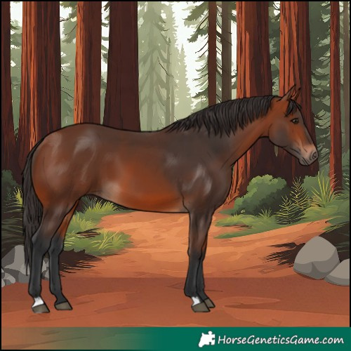 Horse Color:Bay 