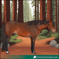 Horse Color:Bay 