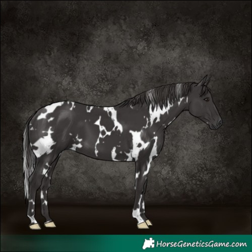 Horse Color:White Spotted Smoky Black 