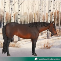 Horse Color:Brown 