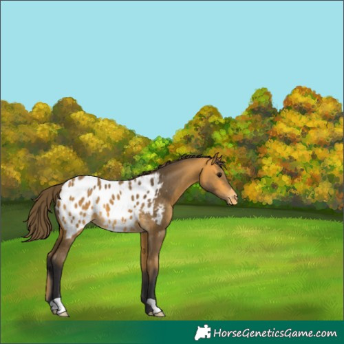 Horse Color:Buckskin Appaloosa 
